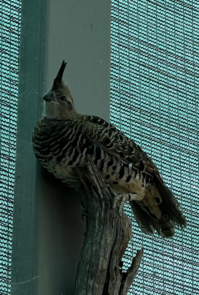 RARE Banded Quail for Sale