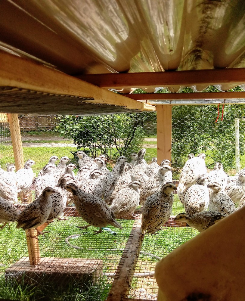 Very Rare Fawn Bobwhite Quail For Sale for Sale