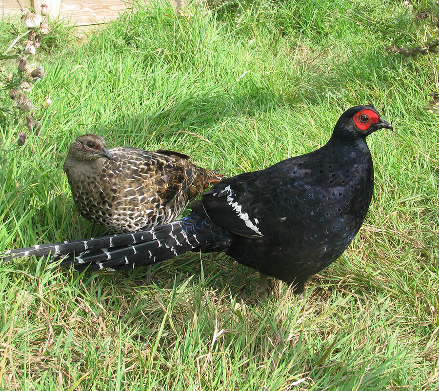 Pheasants for sale near me