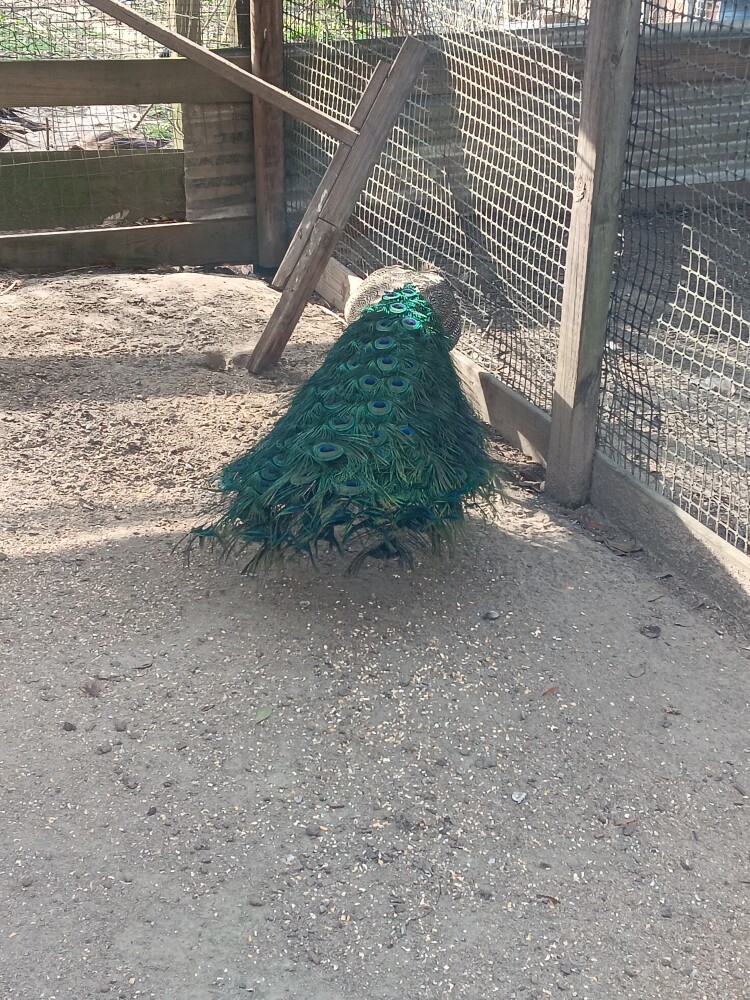 India Blue Peacocks for Sale