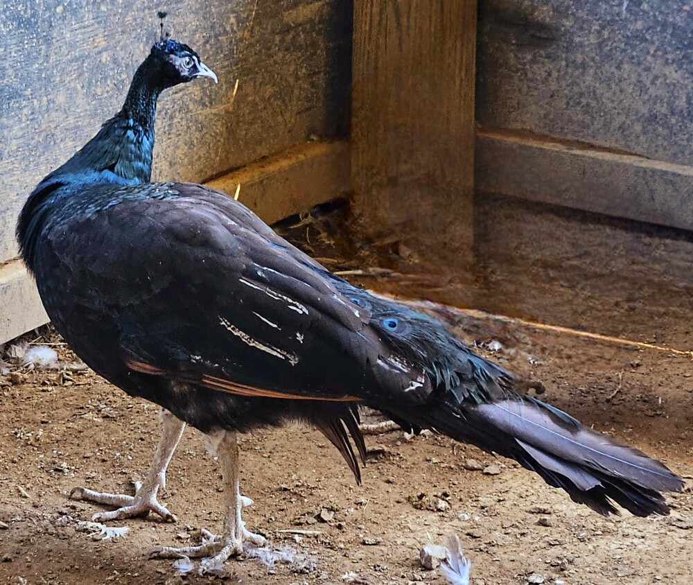Peahens for Sale Near Me Get Your Bird Today