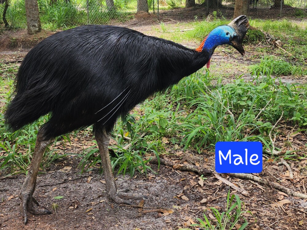 Adult Cassowaries! for Sale