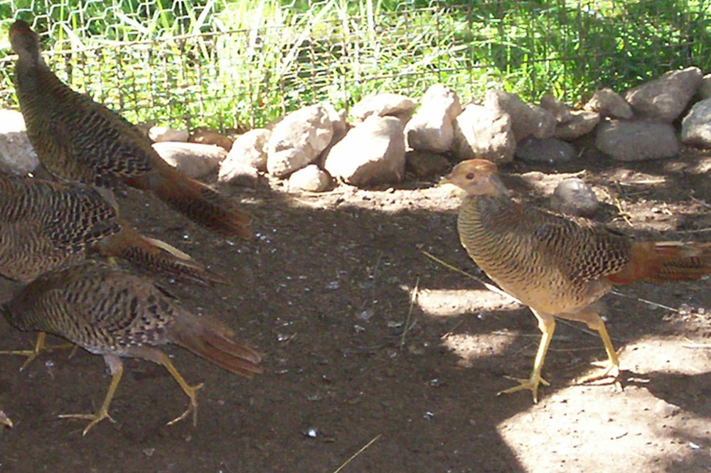 2022 Hatch Cheng Du bloodline Red Golden Pheasant males for Sale