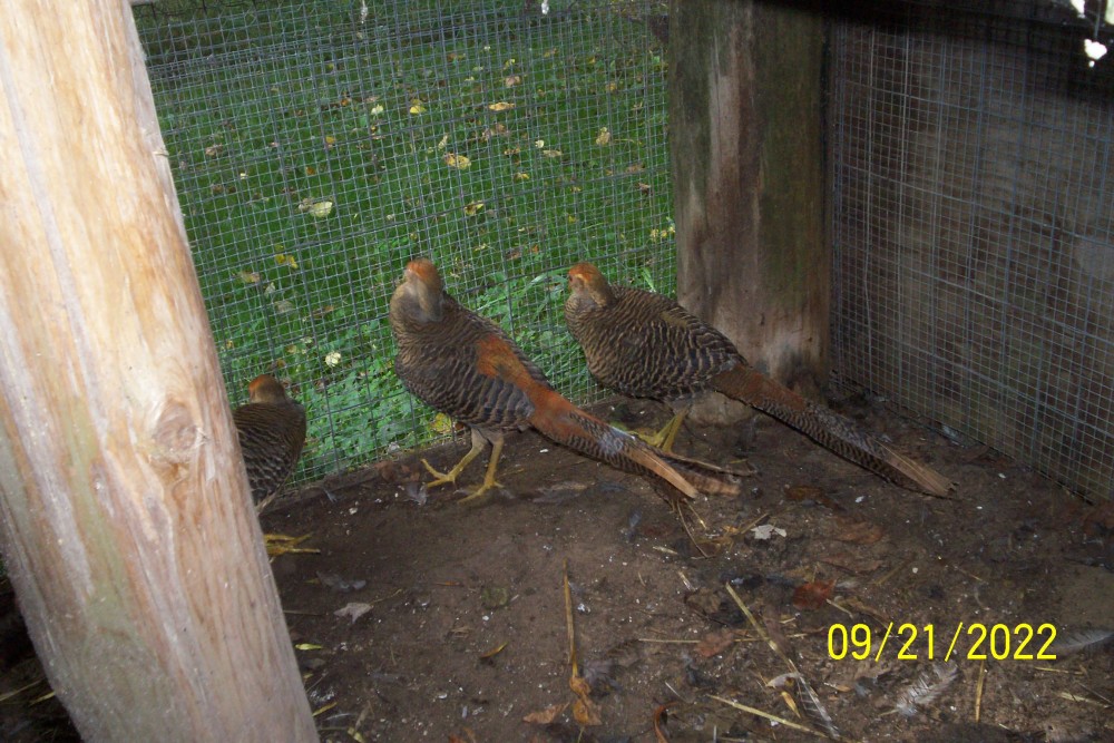 2022 Hatch Cheng Du bloodline Red Golden Pheasant males for Sale