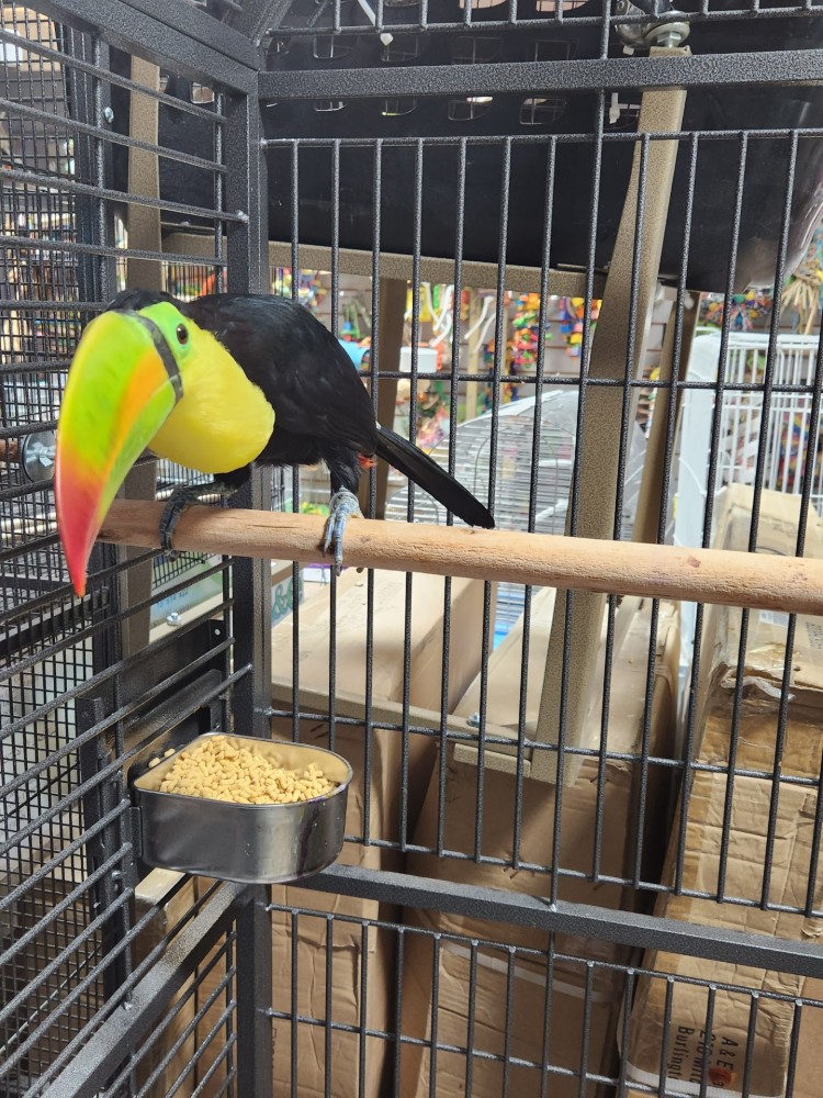 Keel Bill Toucans for Sale
