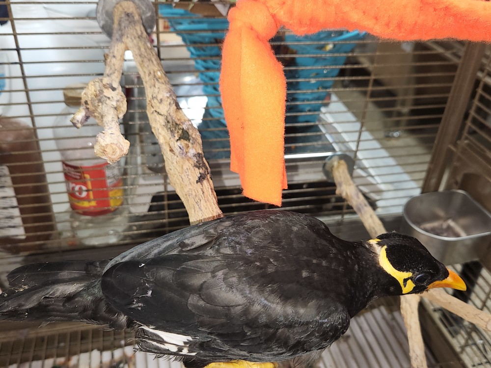 Baby Mynah Bird for Sale