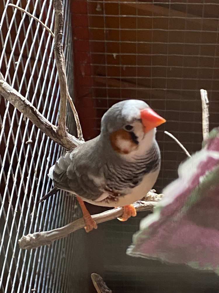 Zebra finches for store sale near me