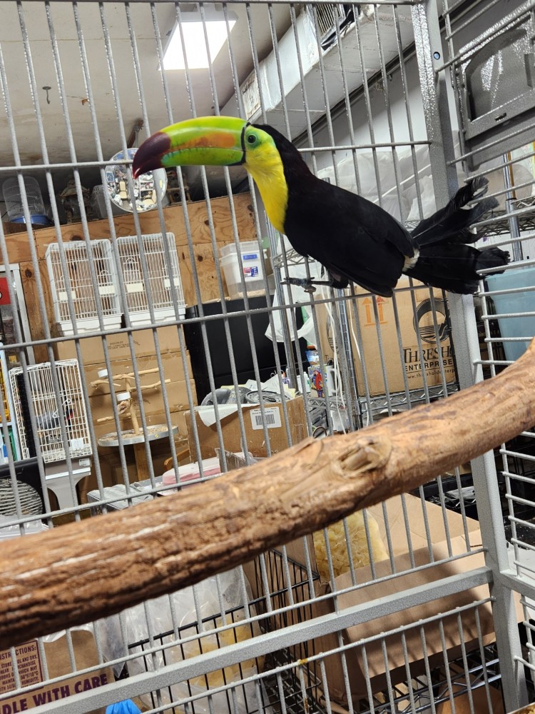 Keel Bill Toucans for Sale