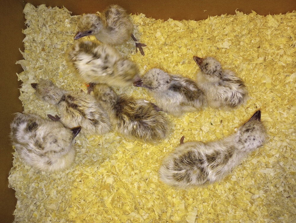 Standard blonde and white emu chicks for Sale
