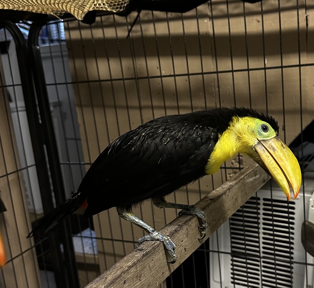 Keel billed toucans for Sale
