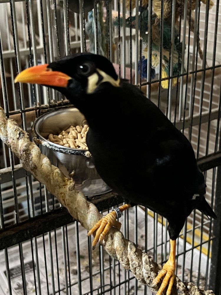 Greater Indian Hill Mynah (5yrs/male) for Sale
