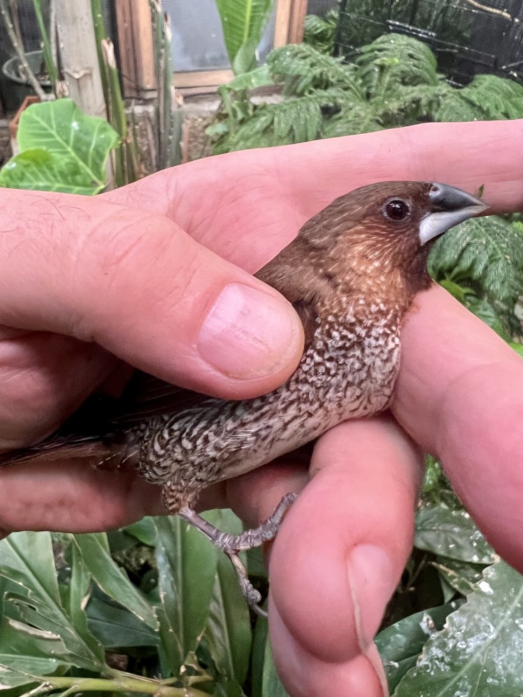 Assorted finches in Texas for Sale