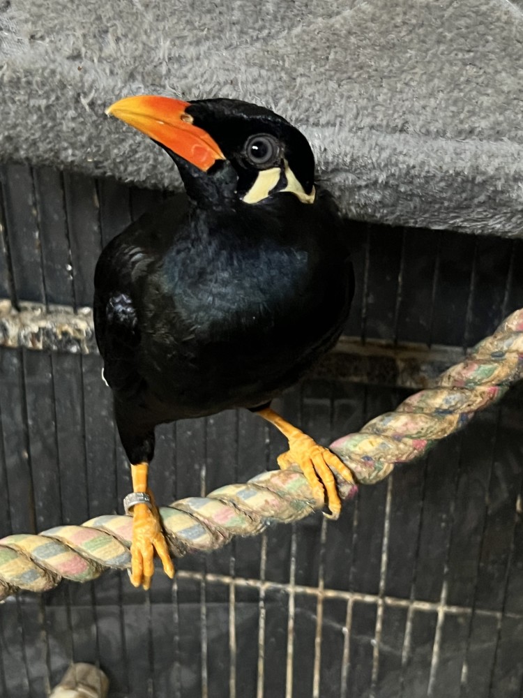 Greater Indian Hill Mynah (5yrs/male) for Sale