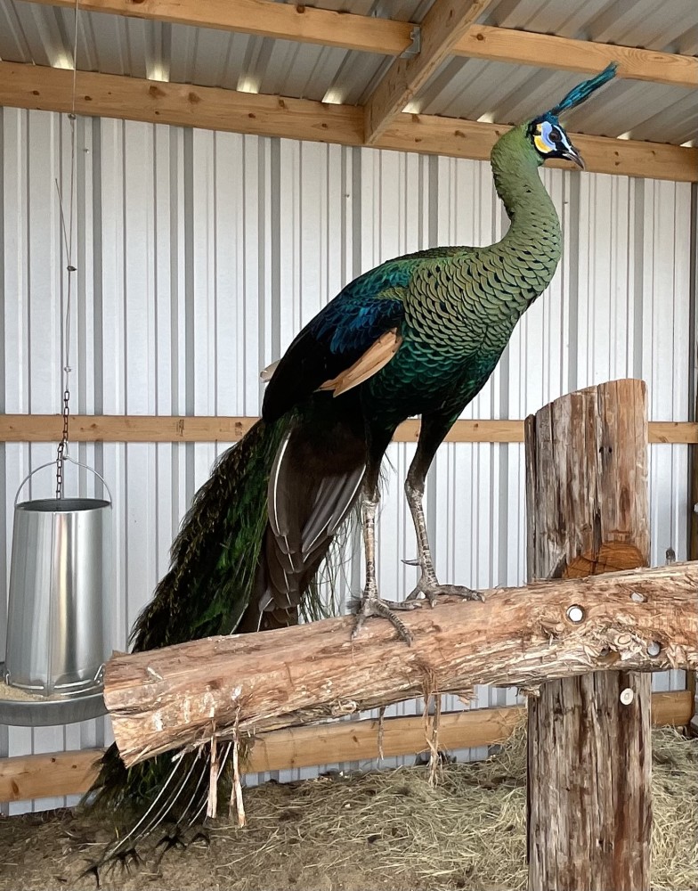 Java Green Peafowl for Sale