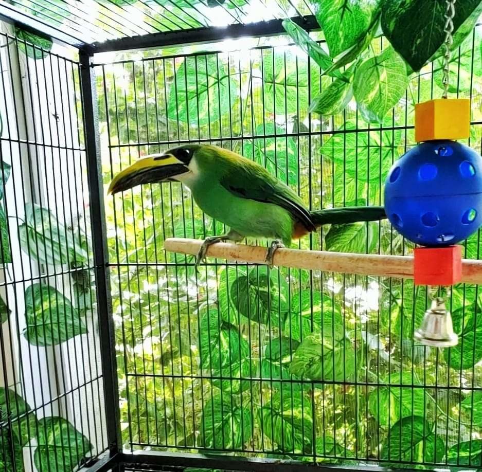Keel Billed Toucan/Emerald for Sale