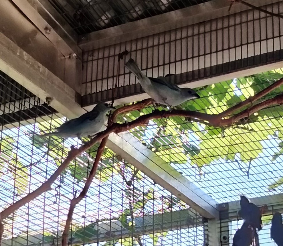 Softbills Tanagers, Turacos, & Honeycreepers for Sale