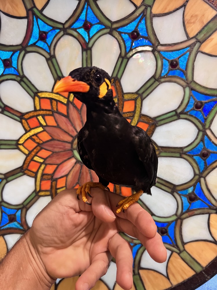Greater Indian Hill Mynah for Sale