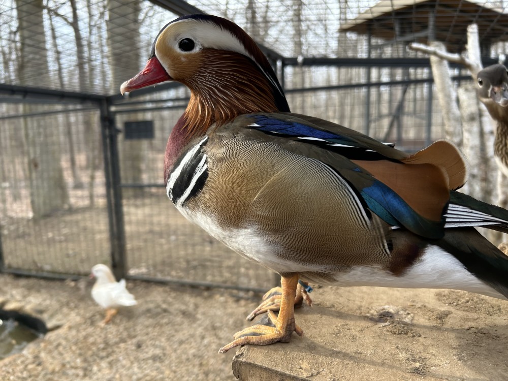 Mandarin Duck Juvenile Pair White Hen & Split Drake for Sale