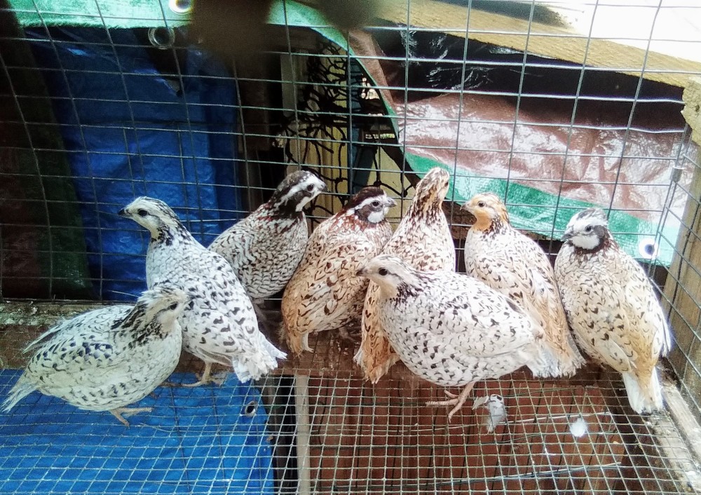 Very Rare Fawn Bobwhite Quail For Sale for Sale