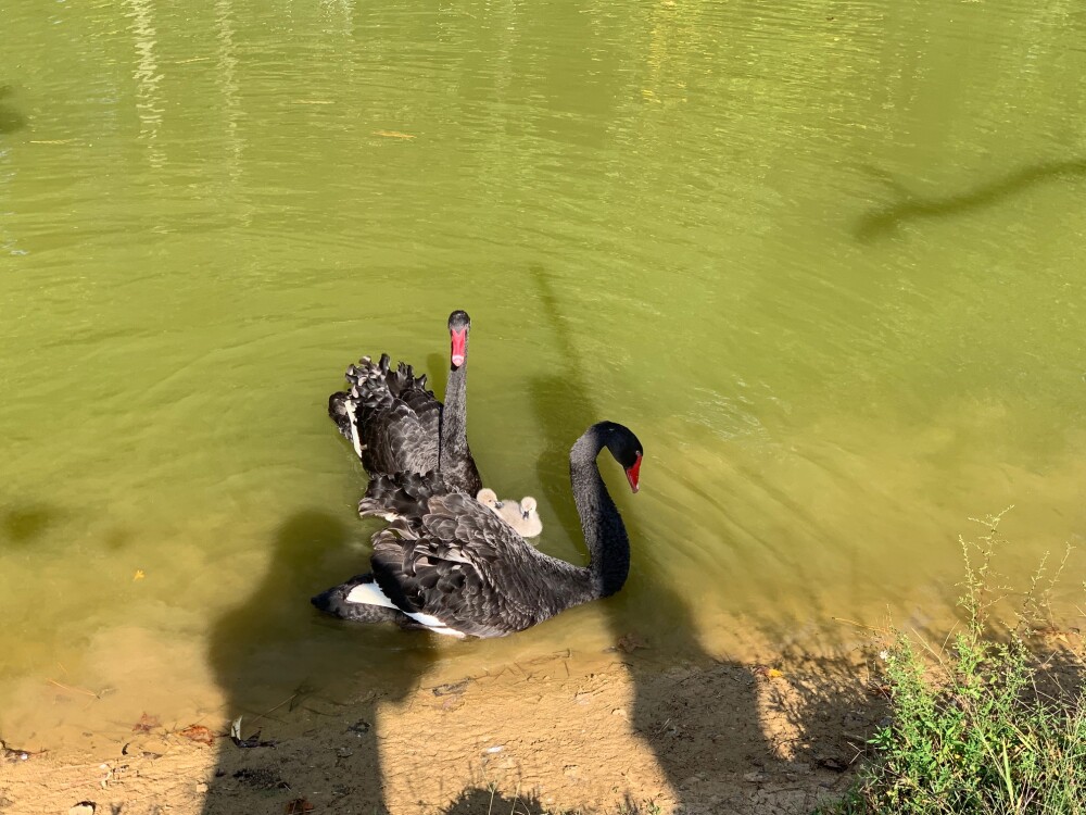 Australian Black Swan for Sale