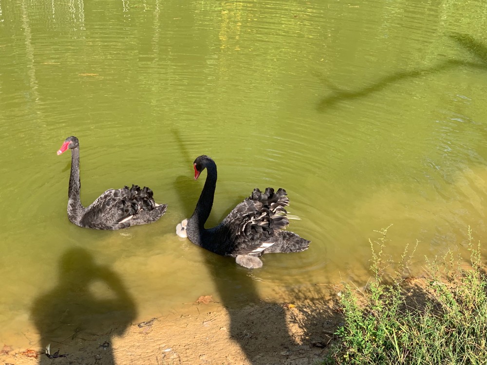 Australian Black Swan for Sale