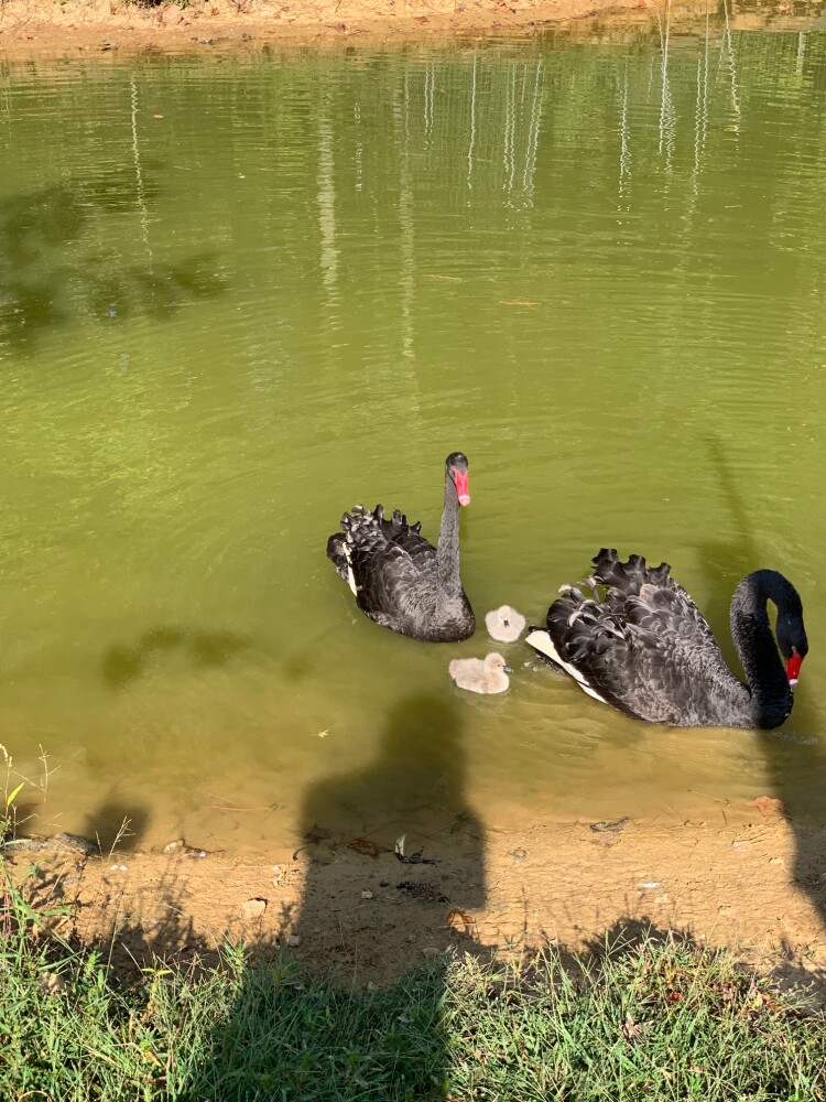 Australian Black Swan for Sale