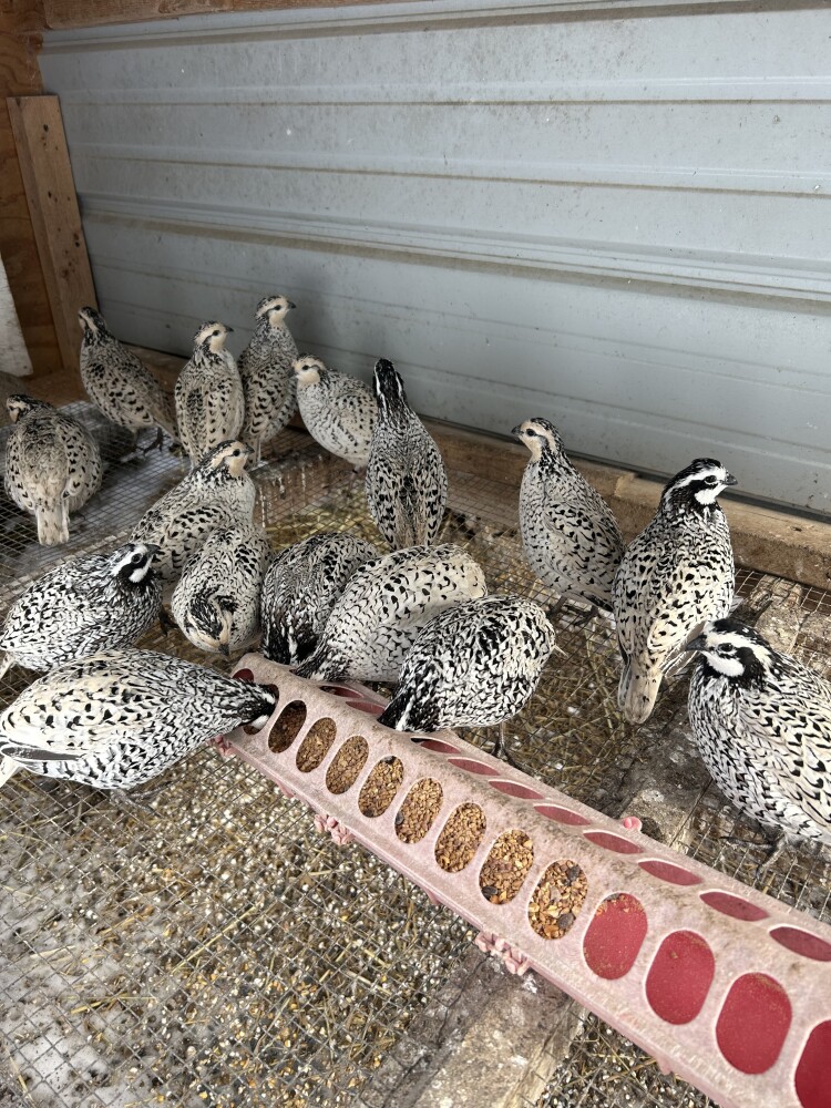 Pheasant Hatching eggs for Sale