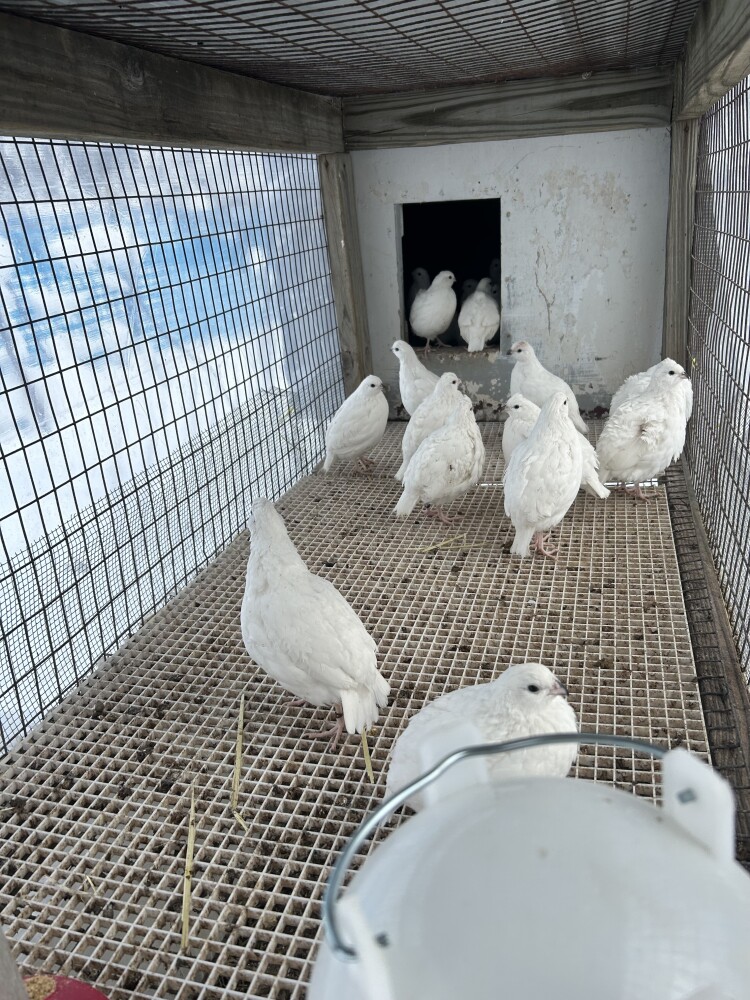 Pheasant Hatching eggs for Sale