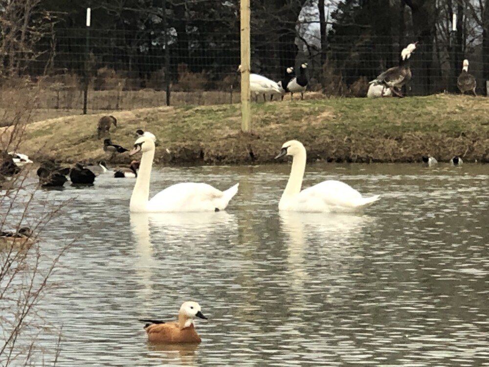 Mute Swans for Sale