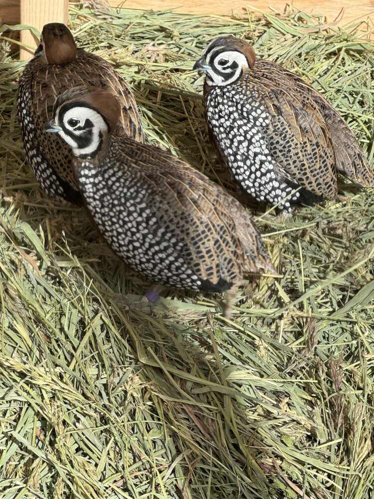 Mearns Quail males for Sale