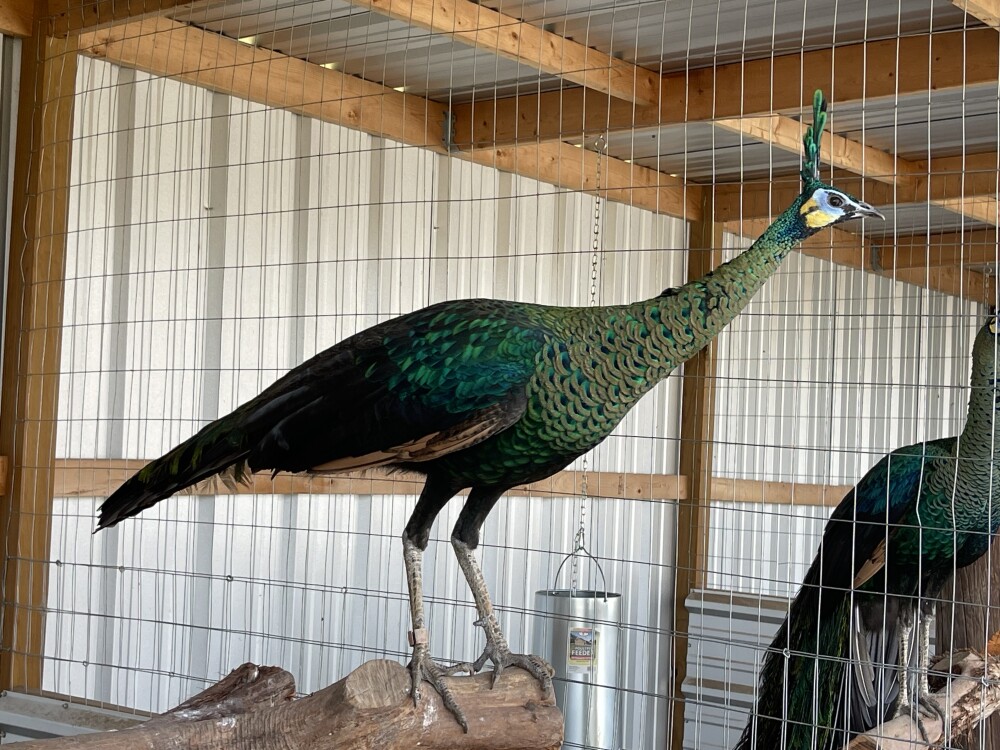 Pavo Muticus aka Java Green peafowl for Sale