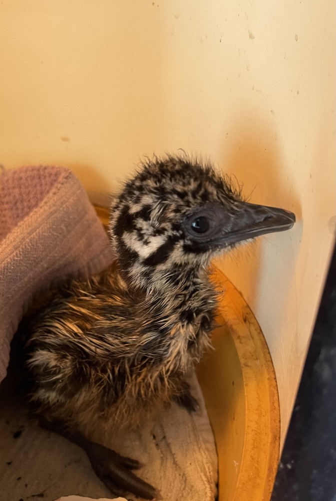 Emu Chicks for sale for Sale