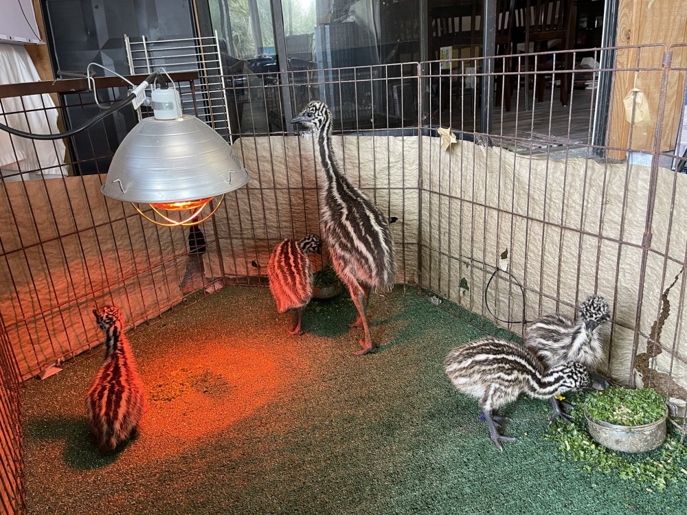 Emu Chicks for sale for Sale