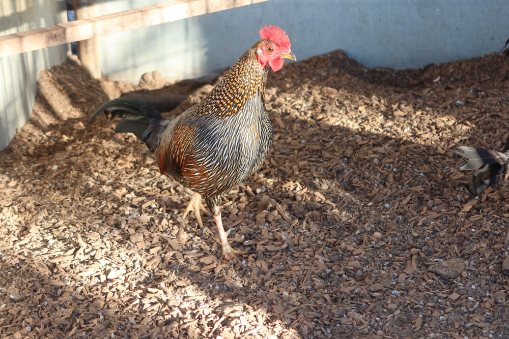 Grey Jungle Fowl Males for Sale