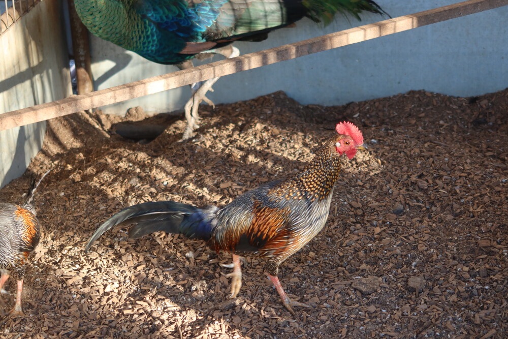 Grey Jungle Fowl Males for Sale