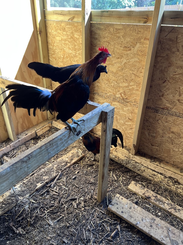 Pure Red Jungle Fowl For Sale