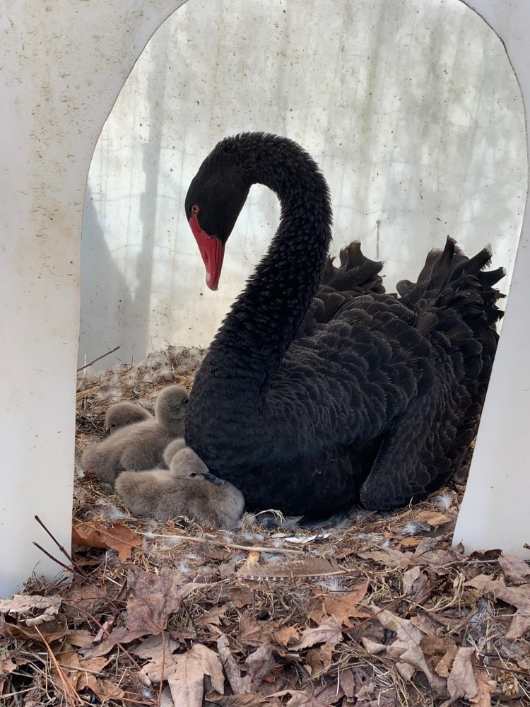 Australian Black Swan for Sale