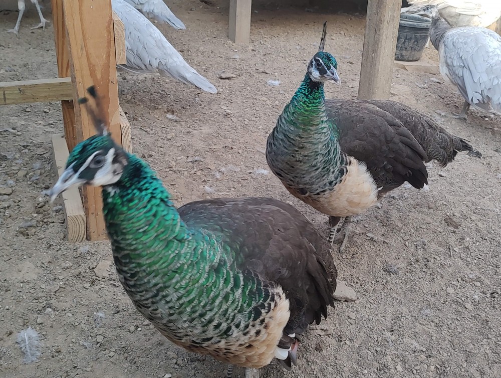 Peafowl for Sale for Sale