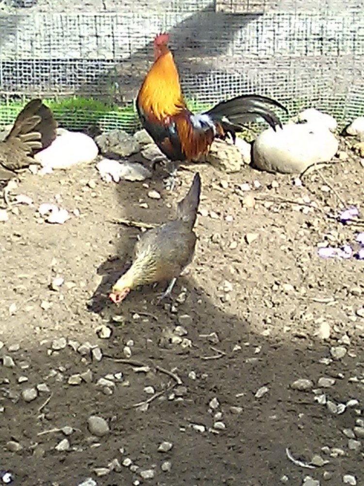 San Diego Zoo stock Red Jungle Fowl flock for sale for Sale