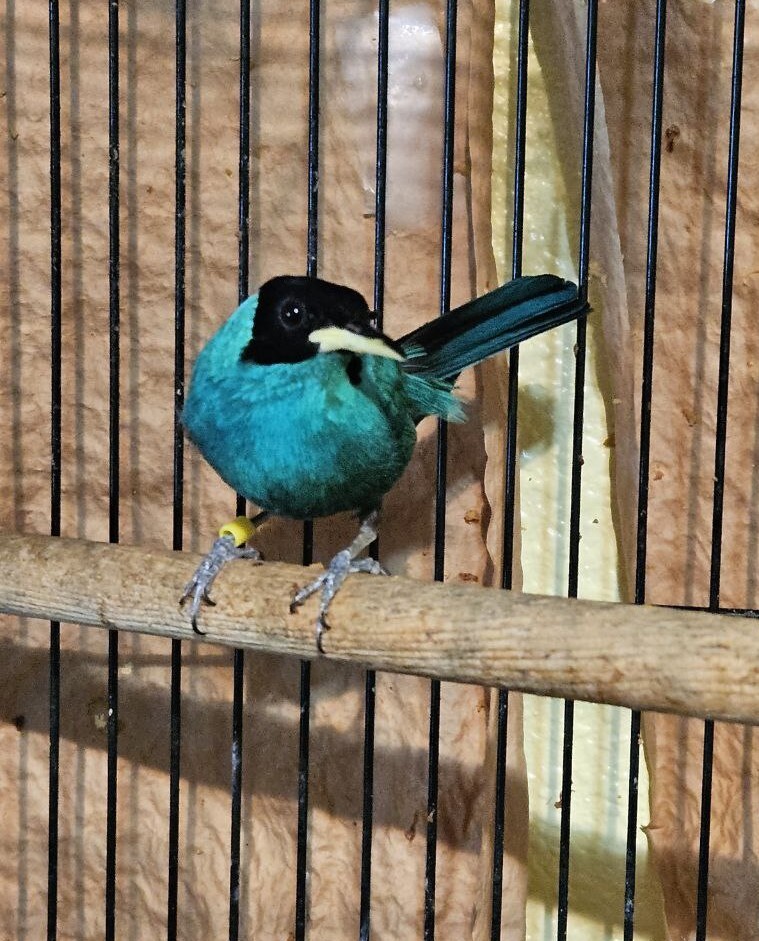 Green Honeycreeper (Chlorophanes spiza) for Sale