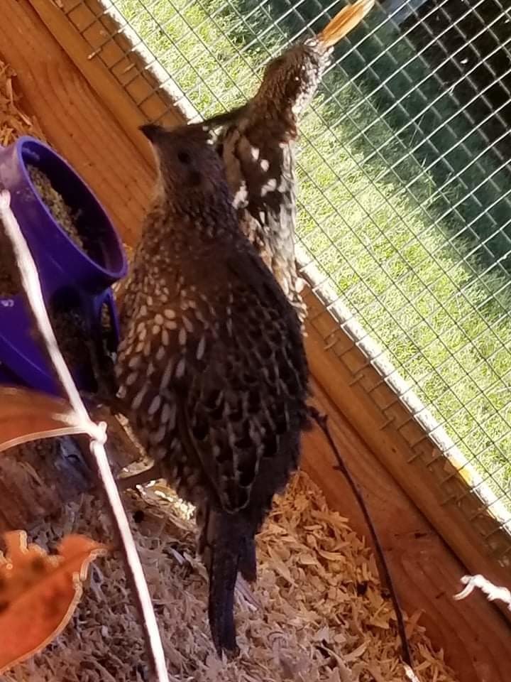 Quail breeds for Sale